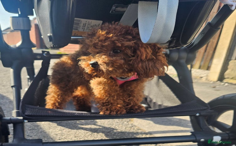 Toy Poodle dogs - Advert 3
