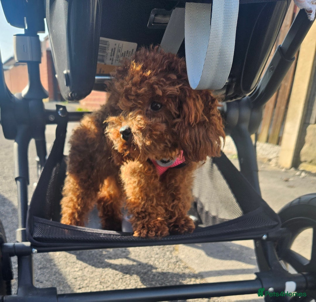 Toy Poodle dogs for sale: Beautiful Asian Poodle Female *DNA CLEAR* - Image 1