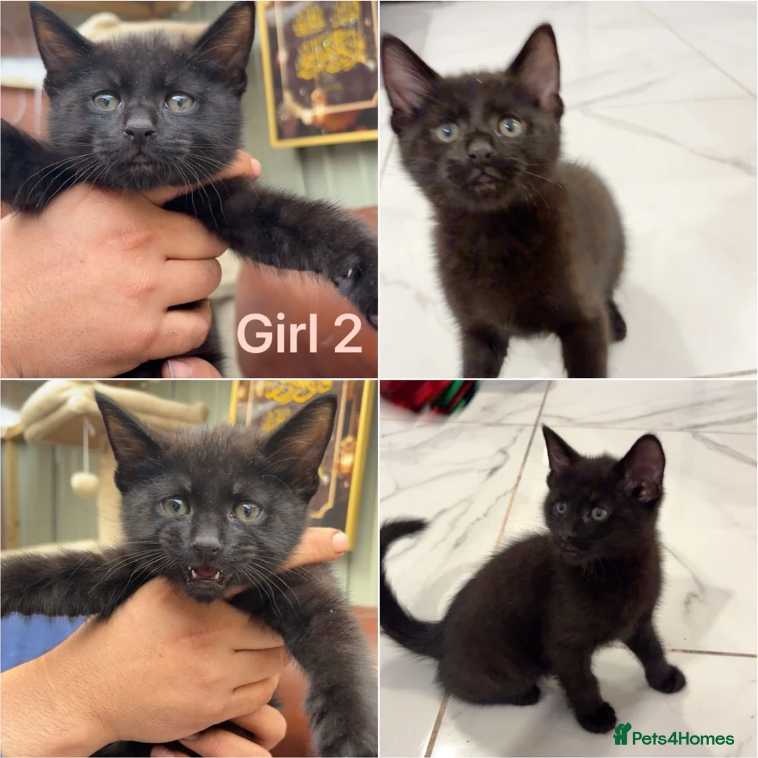 Mixed Breed cats for sale: British short hair mixed breed kittens.🩷 - Advert 4