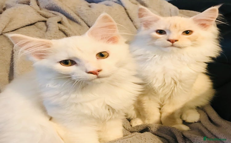 Maine Coon cats - Advert 2