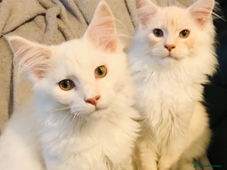 Maine Coon cats - Advert 2