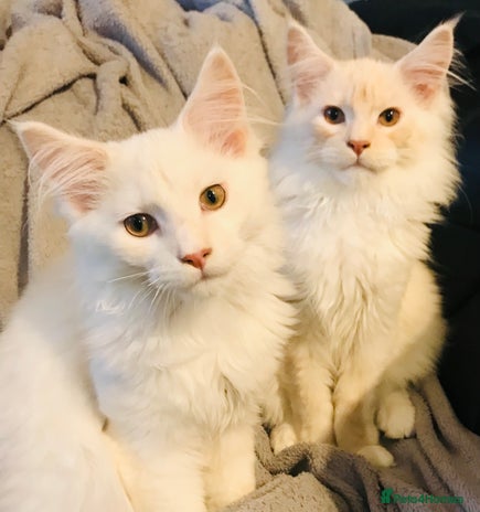 Maine Coon cats - Advert 2