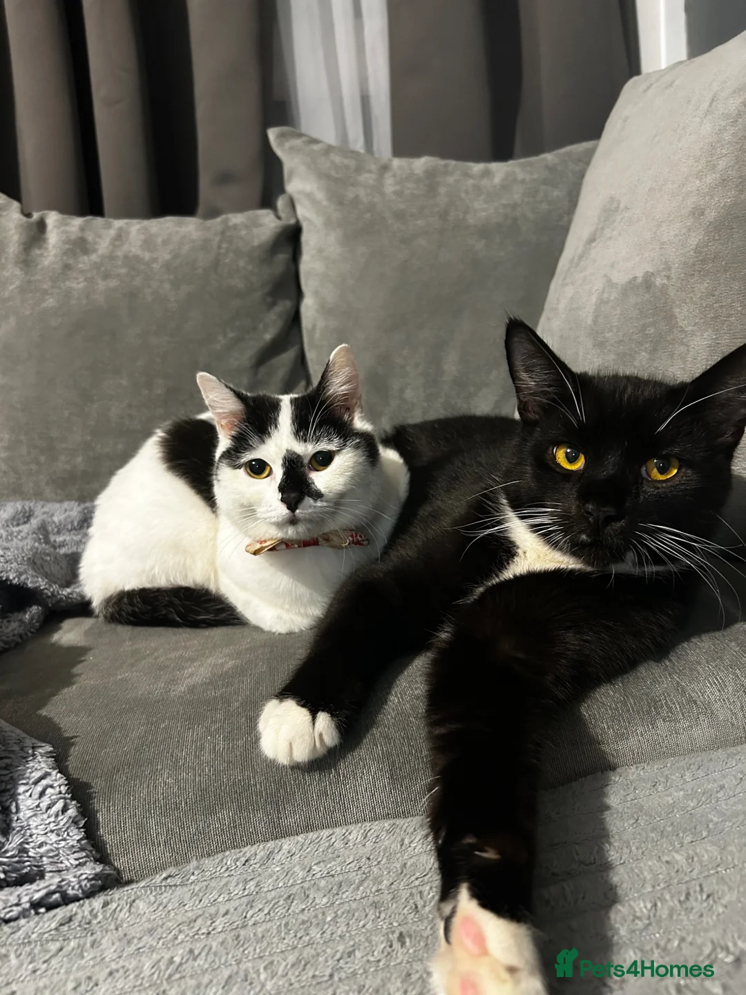Domestic Shorthair cats for sale: Gigi & Serabi - Advert 1