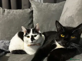 Domestic Shorthair cats Gigi & Serabi - Advert 3