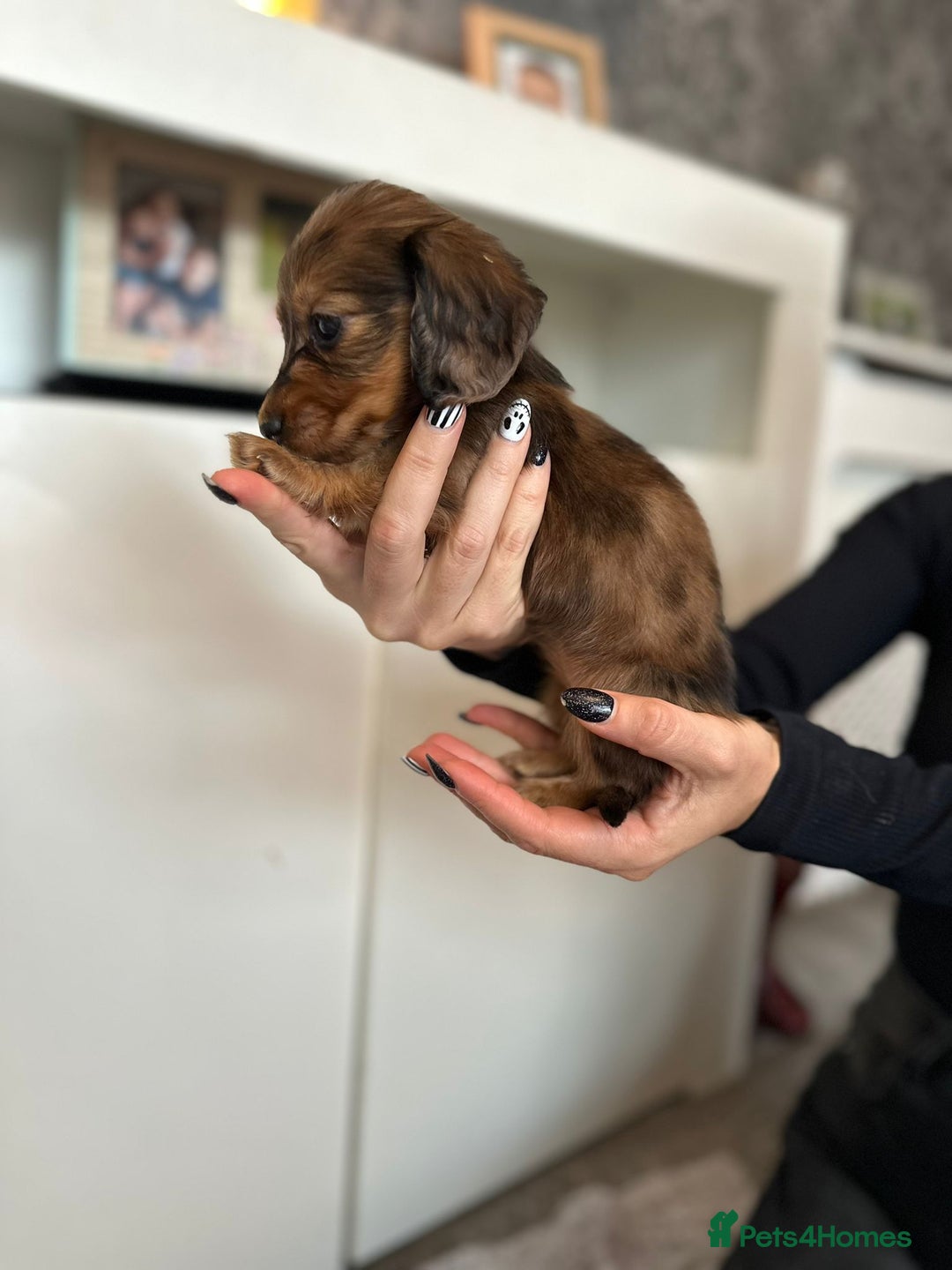 Dachshund dogs for sale: Miniature long hair dachshunds - Image 16