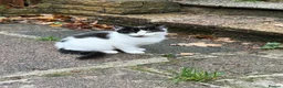 Mixed Breed cats for sale: Black and white kitten in Edgware - Advert 5