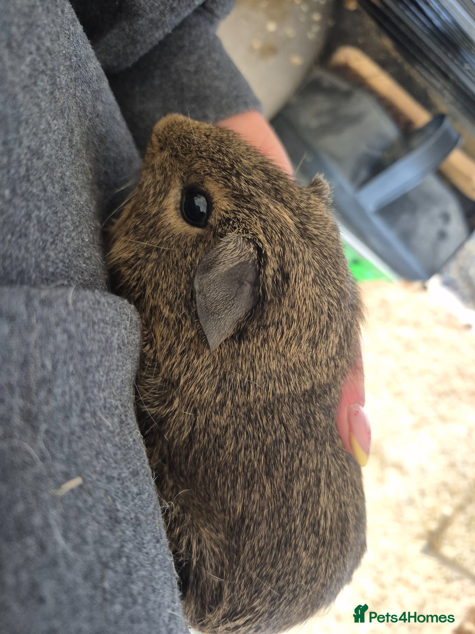 Guinea Pig rodents Piggies for sale x - Advert 15