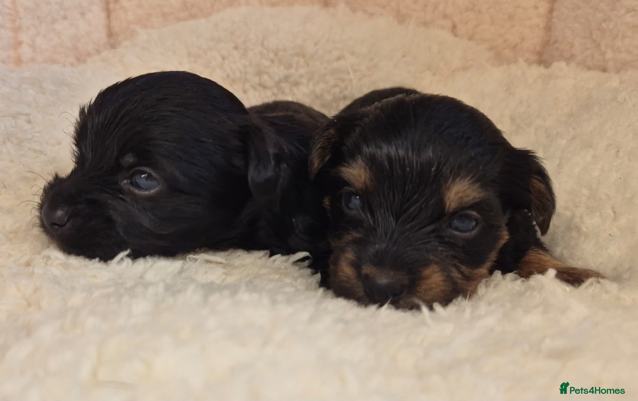 Yorkshire Terrier dogs Gorgeous Lilliputian Yorkies available  - Advert 1