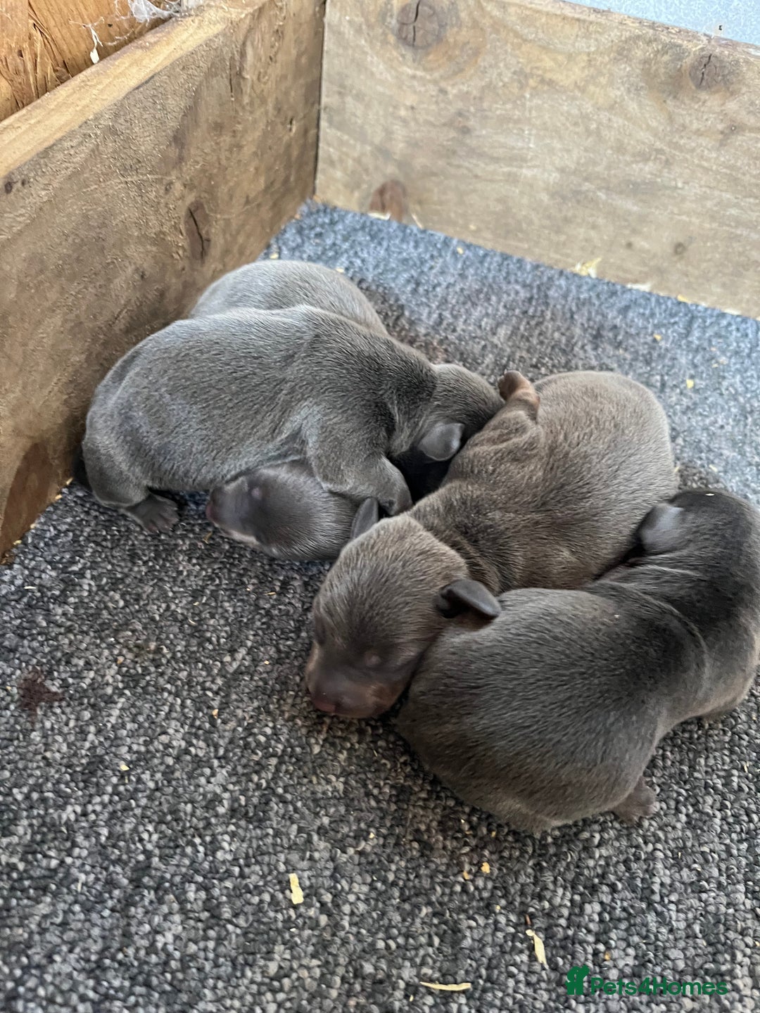 Dachshund dogs for sale: Dachshund puppies for sale  - Image 7