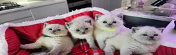 British Shorthair cats for sale: 6 gorgeous bsh  kittens . - Advert 6