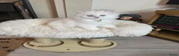 British Longhair cats for sale: British Longhair Kittens – Champion Lines ✨ - Advert 9