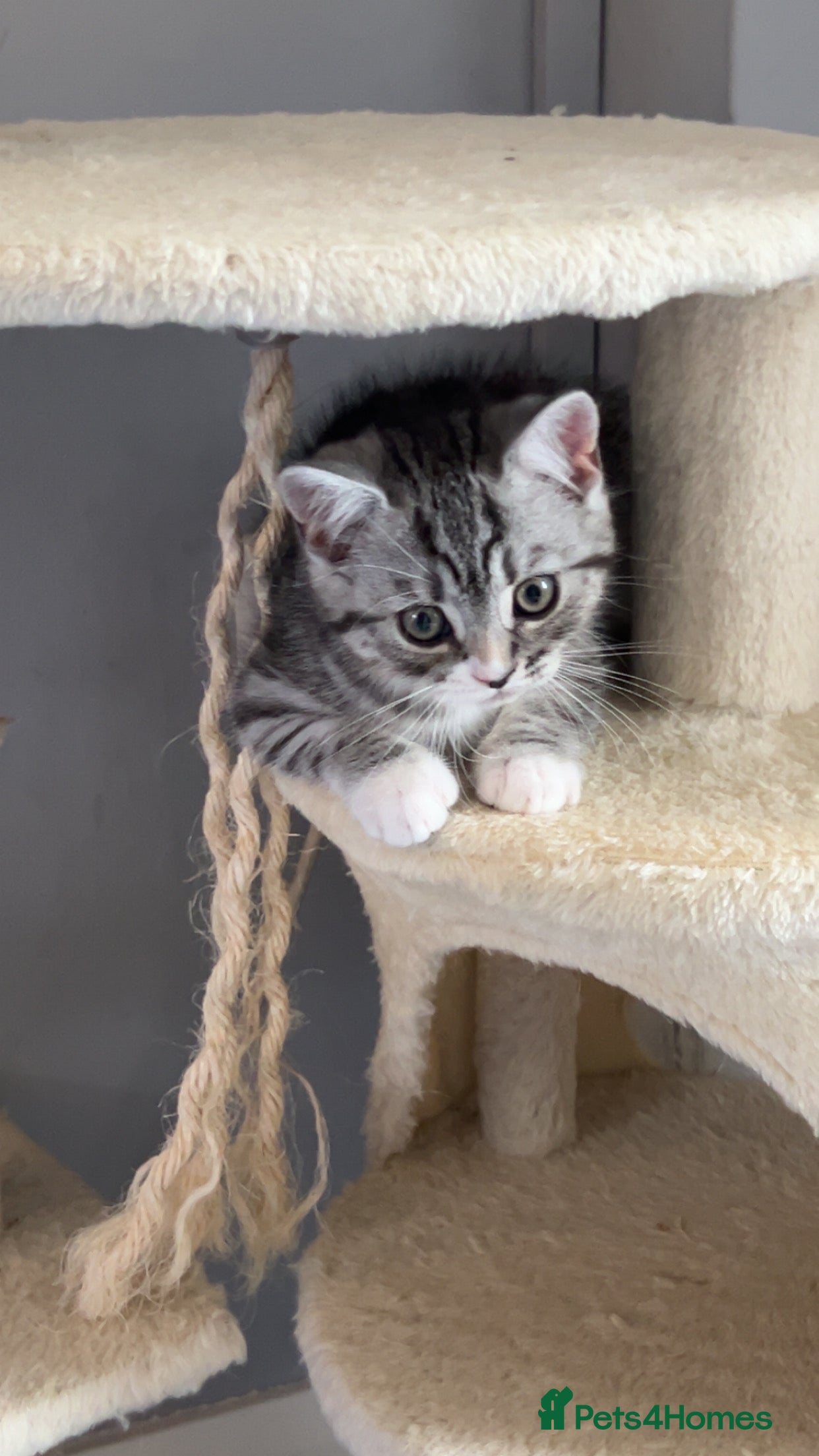 Persian cats 4 Beautiful Himalayan X Chinchilla Persian Kittens - Advert 2