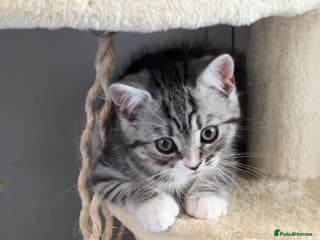 Persian cats 4 Beautiful Himalayan X Chinchilla Persian Kittens - Advert 2