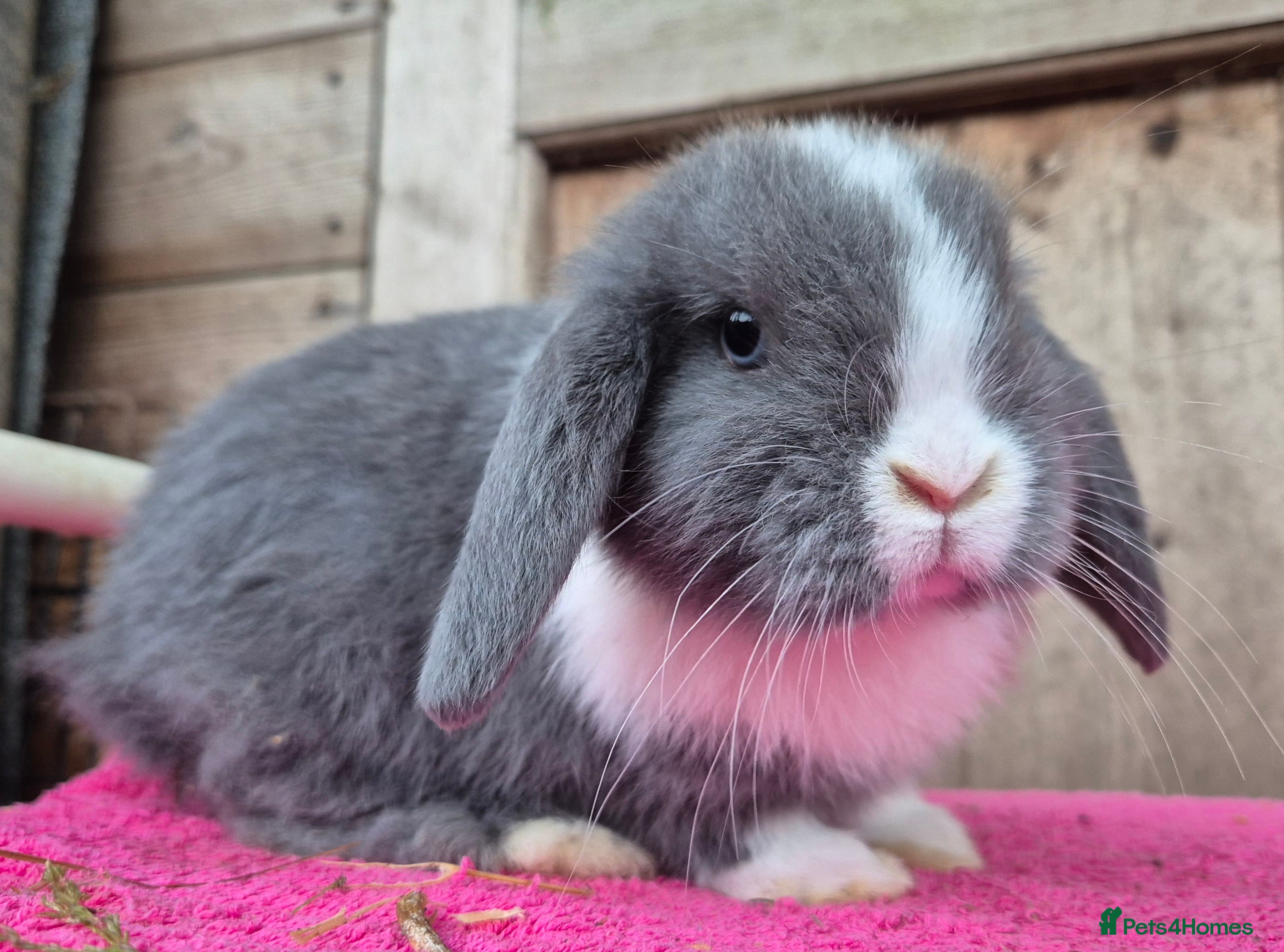 Mini Lop rabbits Blue eyed blue split buck  - Advert 1