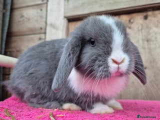 Mini Lop rabbits Blue eyed blue split buck - Advert 1