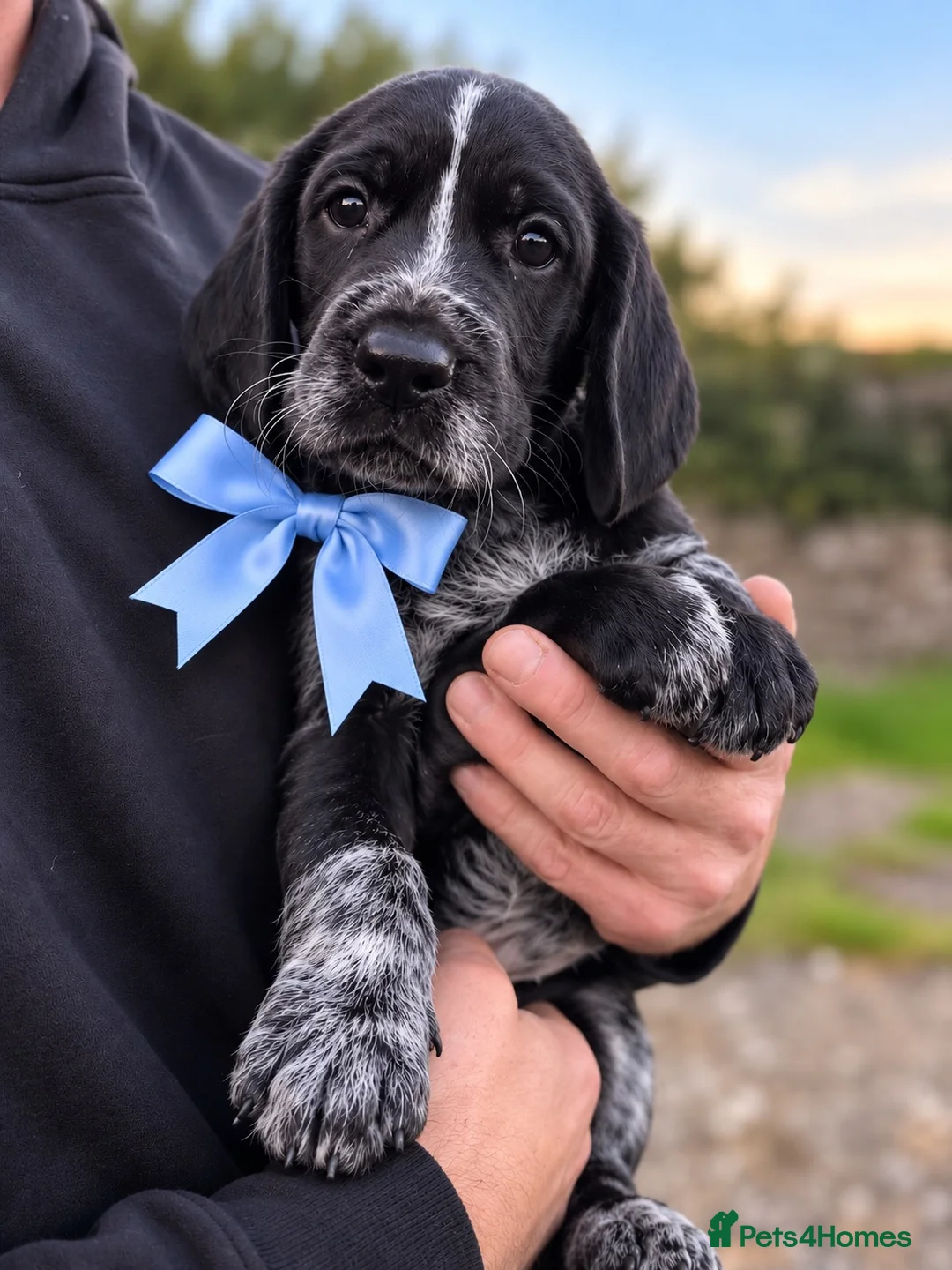Mixed Breed dogs for sale: Gorgeous Pointer x setter puppies in Tenby - Advert 11