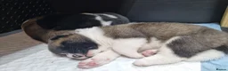 Akita dogs for sale: Pure breed American Akita puppies for sale - Advert 15