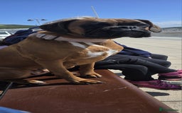 Boxer dogs for sale: Boxer puppies - Image 3