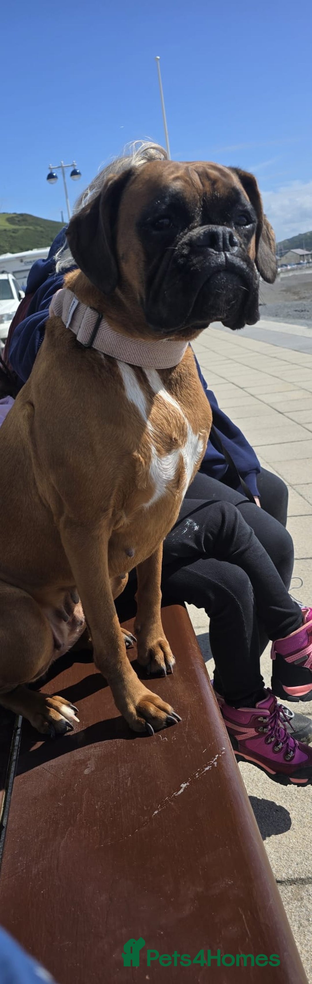 Boxer dogs for sale: Boxer puppies - Image 3