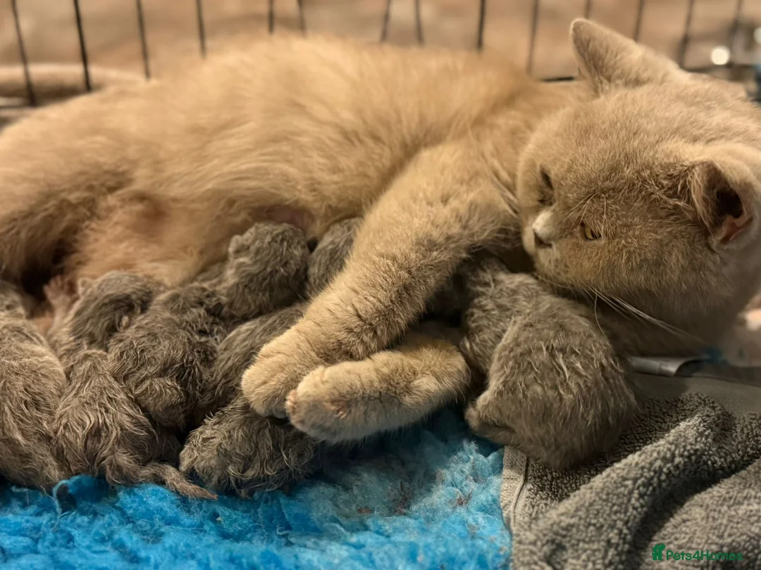 British Shorthair cats for sale: beautiful British shorthair kittens  - Advert 1