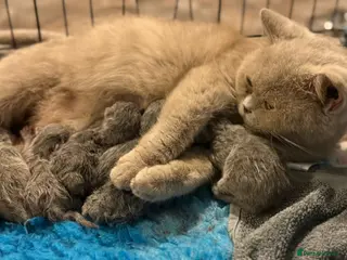 British Shorthair cats beautiful British shorthair kittens - Advert 3