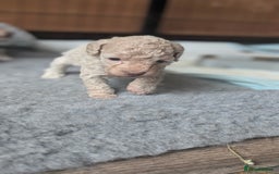 Toy Poodle dogs for sale: Toy poodles Genetic health tested  - Image 19