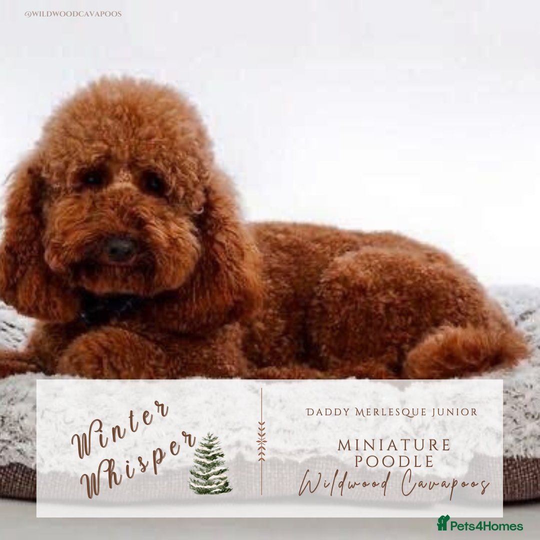 Cavapoochon dogs for sale: 5 ⭐️ LICENSED BREEDER HEALTH TESTED CAVAPOOCHONS - Advert 3