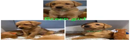 Labrador Retriever dogs for sale: Gorgeous Labrador Retriever Puppies  - Advert 7