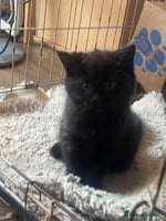 Mixed Breed cats - Advert 6