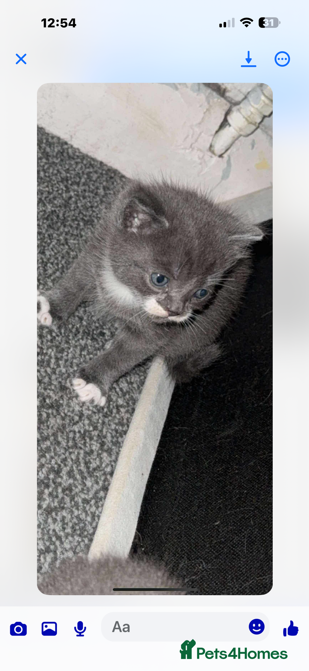 British Shorthair cats for sale: British short hair x domestic kittens  - Image 2