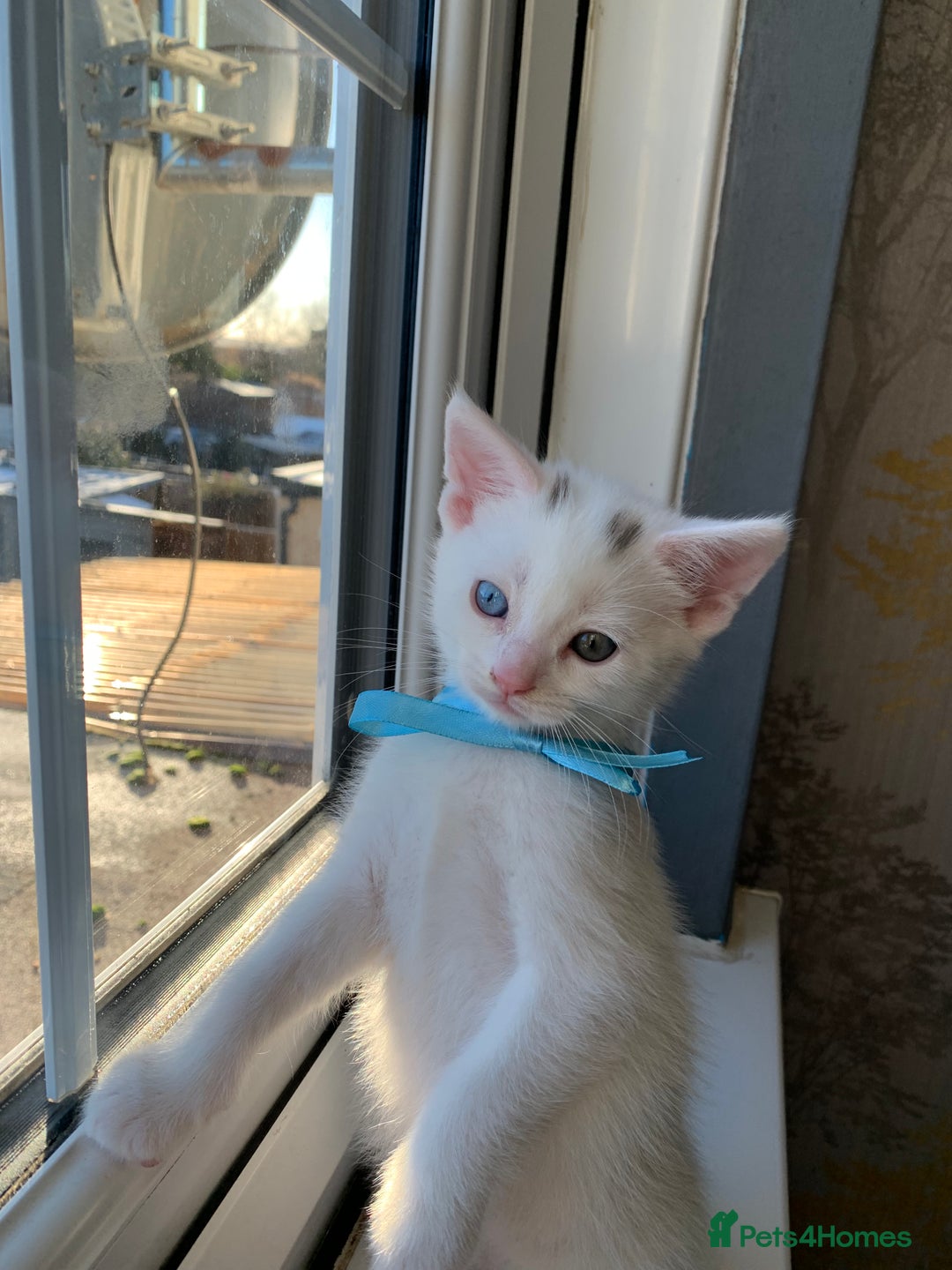 Turkish Angora cats for sale: Heterochromia Mixed Angora Male Kitten for sale - Advert 8