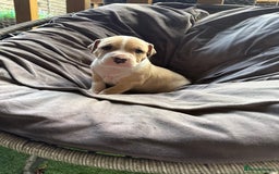 Mixed Breed dogs for sale: Beautiful puppies available – Reserve yours now! - Image 1