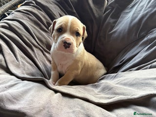 Mixed Breed dogs - Advert 1