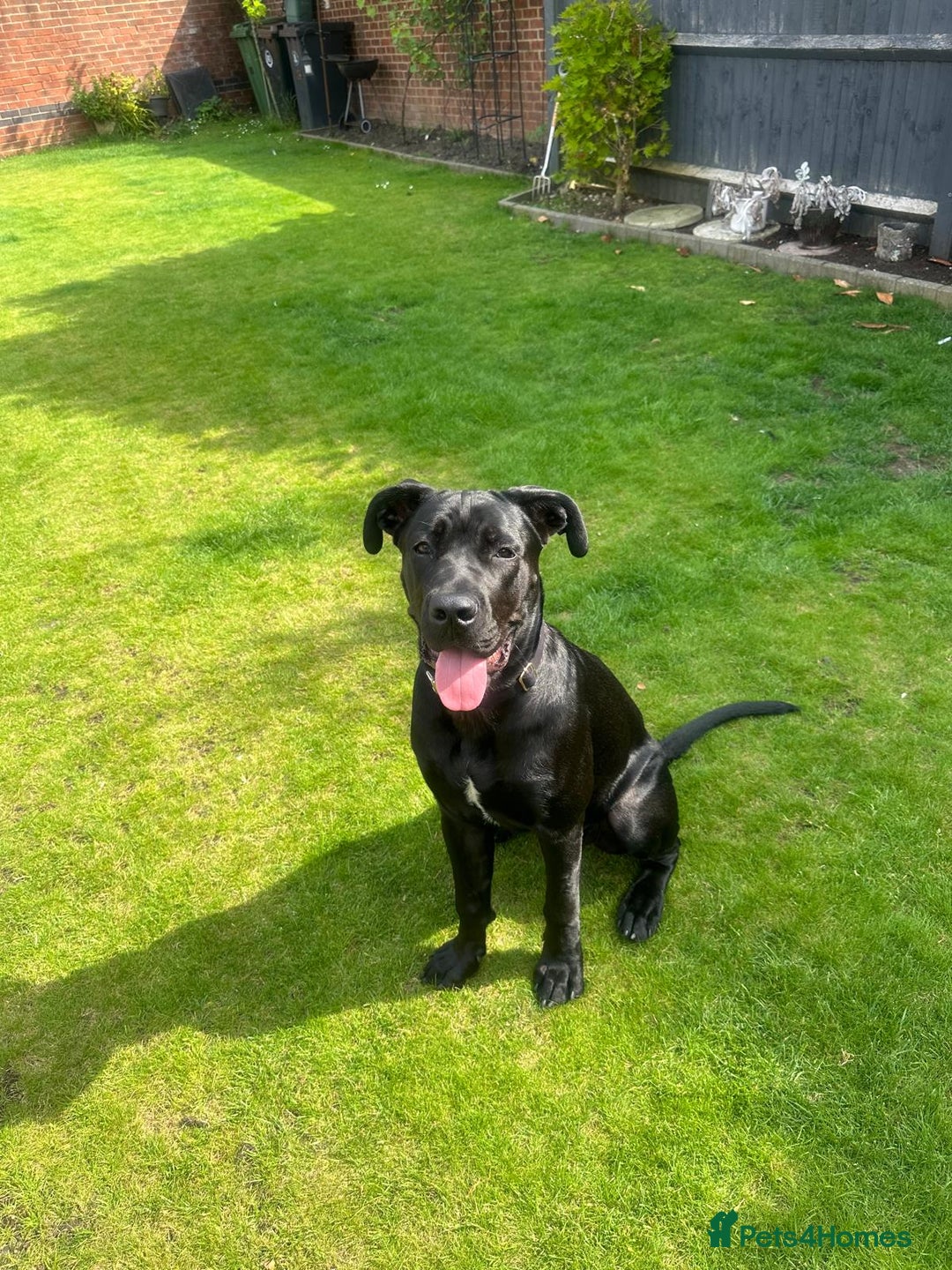 Cane Corso dogs for sale: Female Cane Corso Looking for loving home - Image 1