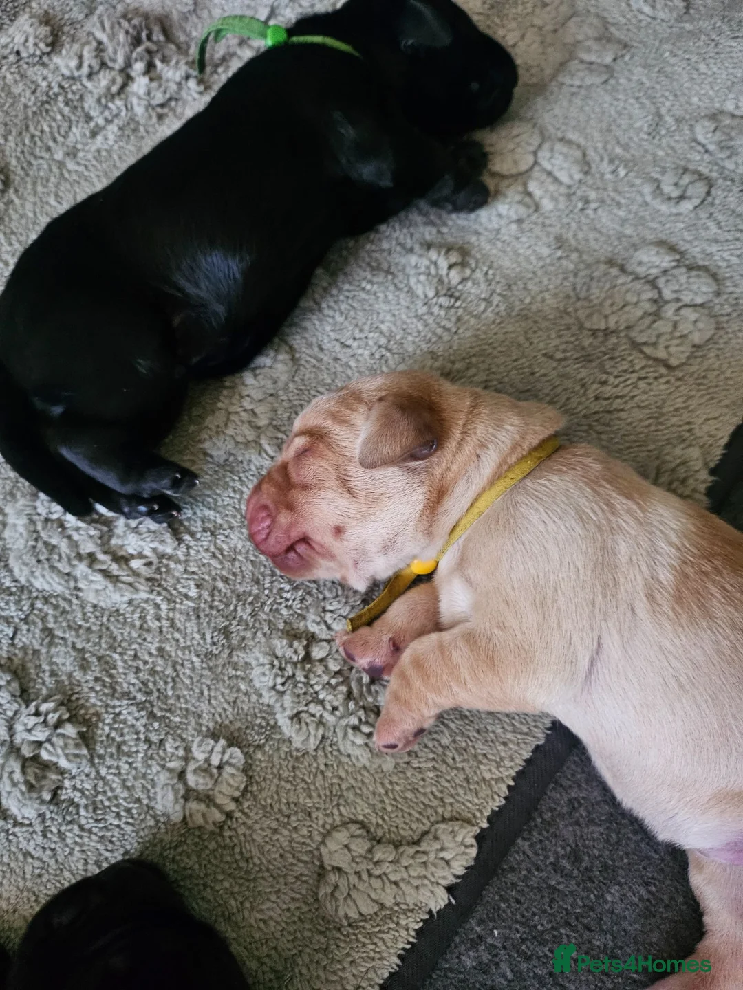 Labrador Retriever dogs for sale: Labrador Puppies KC Registered - Advert 8
