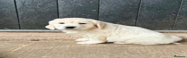 Golden Retriever Puppy 2