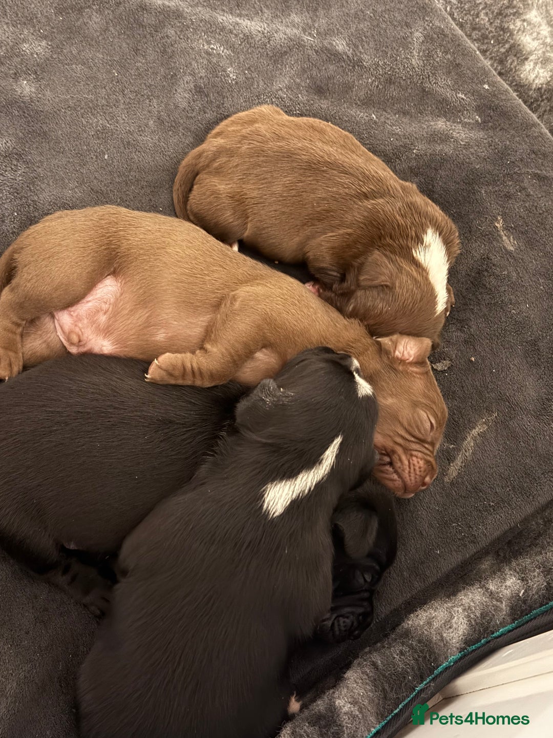 Mixed Breed dogs for sale: Frocks  - Image 23