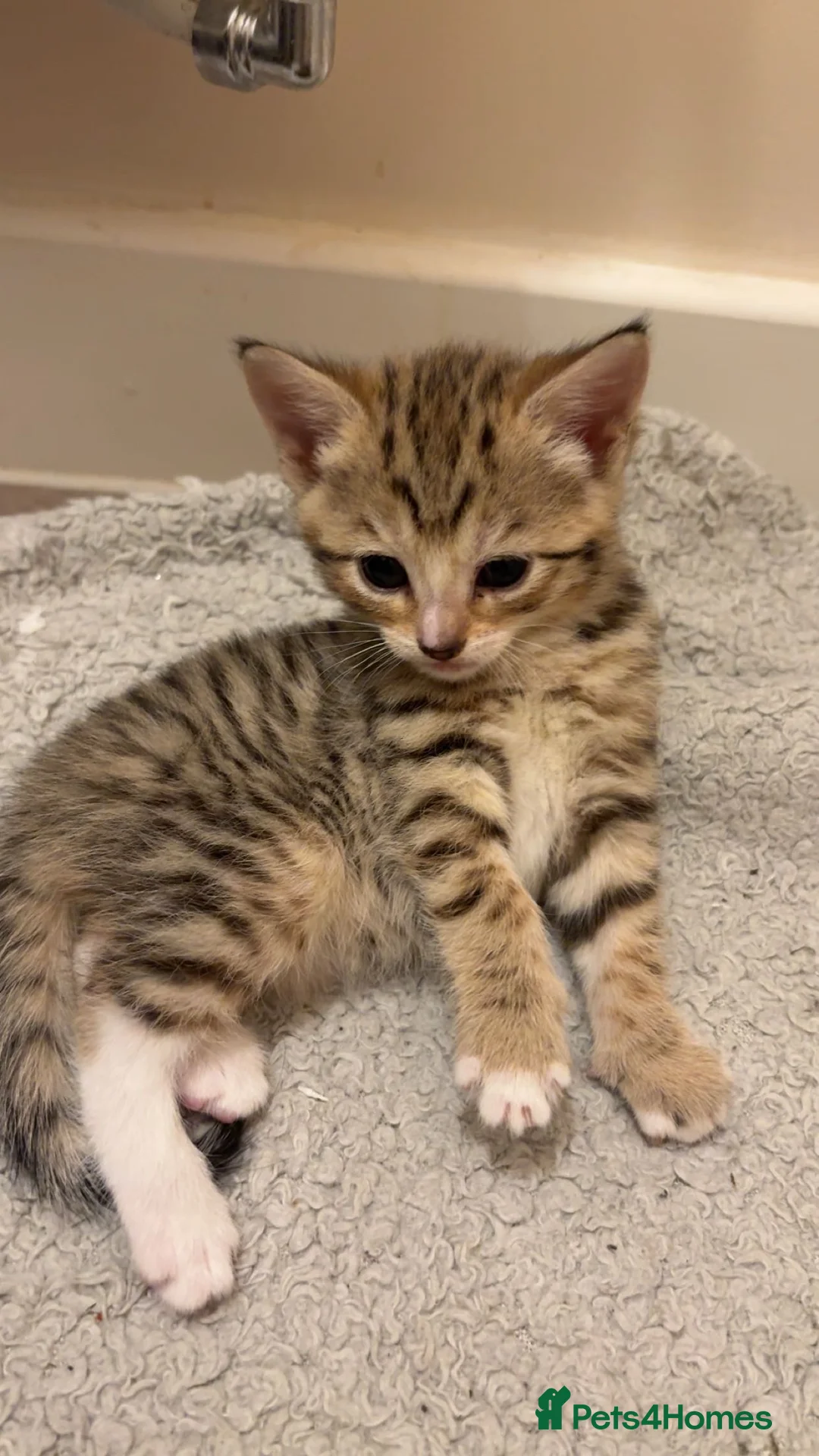 Mixed Breed cats for sale: 4 tabby kittens for sale. - Advert 8