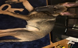 German Shepherd dogs for sale: 6 month old German Shepard  - Image 3