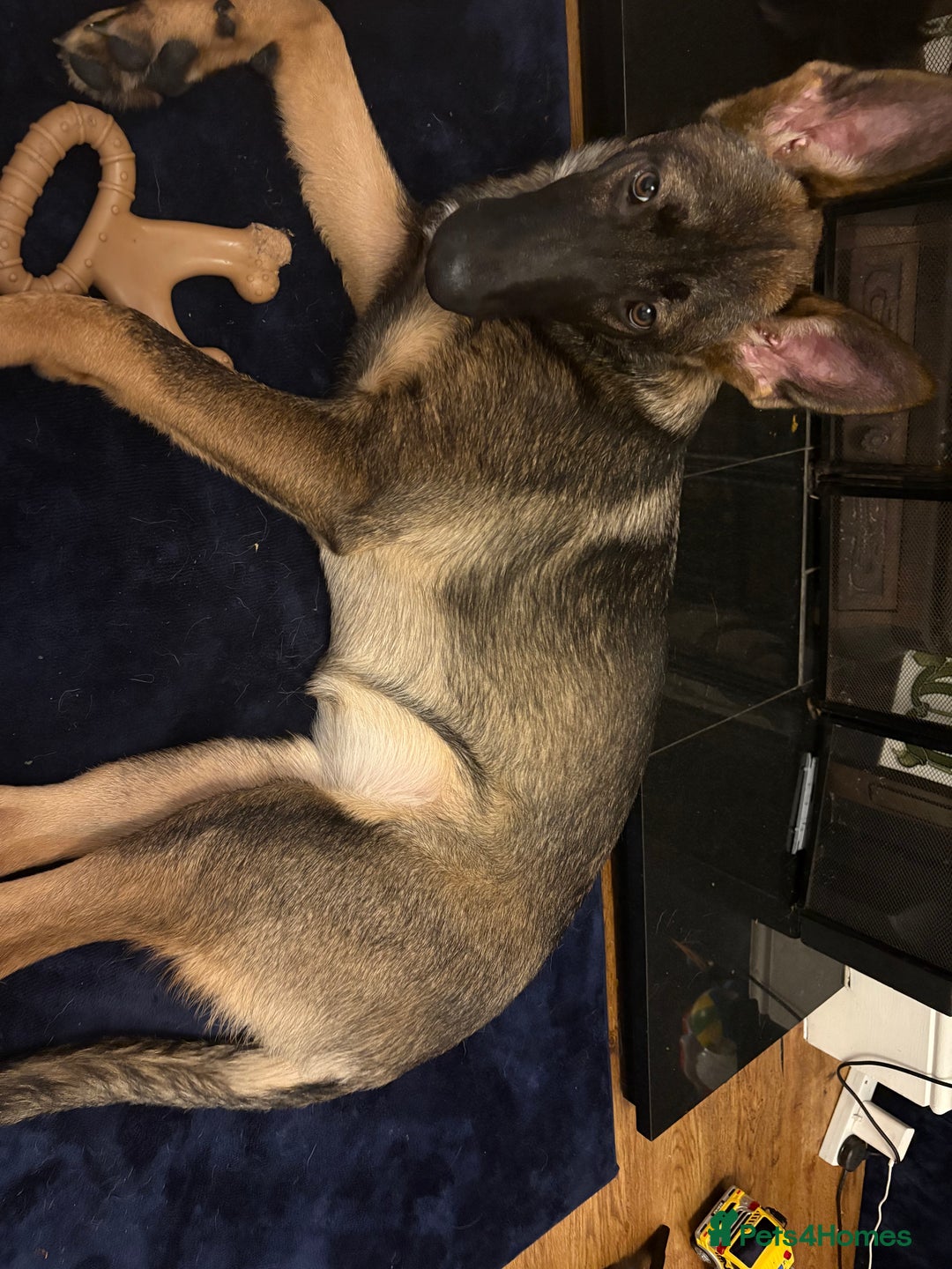German Shepherd dogs for sale: 6 month old German Shepard  - Image 3