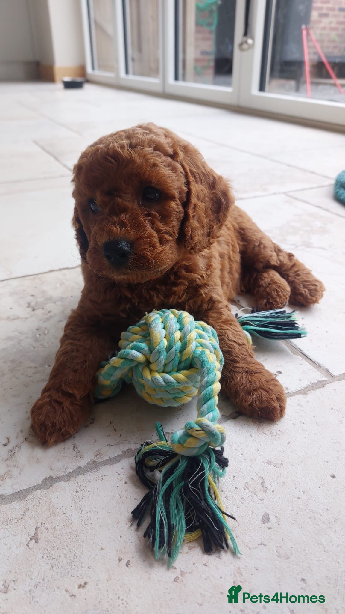 Cavapoo dogs Stunning Red Cavapoo Puppies - Advert 1