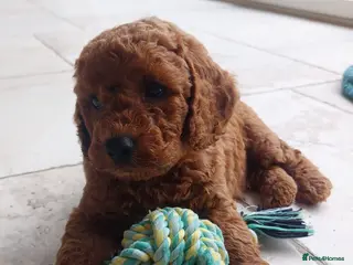 Cavapoo dogs Stunning Red Cavapoo Puppies - Advert 1