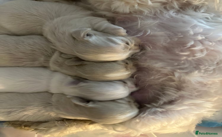 Shih Tzu dogs - Advert 1