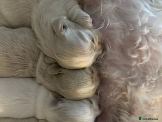 Shih Tzu dogs for sale - Advert 1