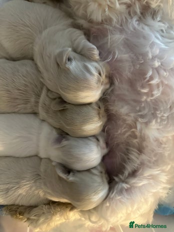 Shih Tzu dogs - Advert 1