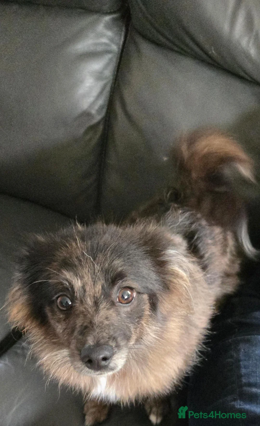 Pomeranian dogs for sale: Rex male pomeranian  - Advert 11