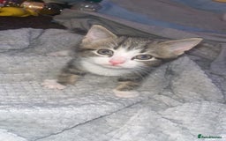 British Shorthair cats for sale: Male kitten  - Image 1