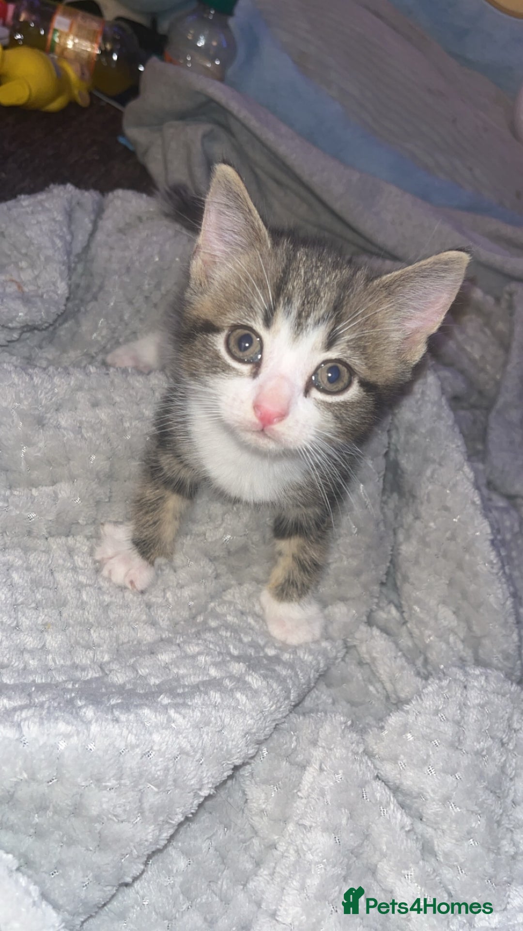 British Shorthair cats for sale: Male kitten  - Image 1