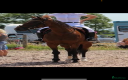 English Thoroughbred horses for sale: 15.3/4 16 year old tb mare  - Image 6