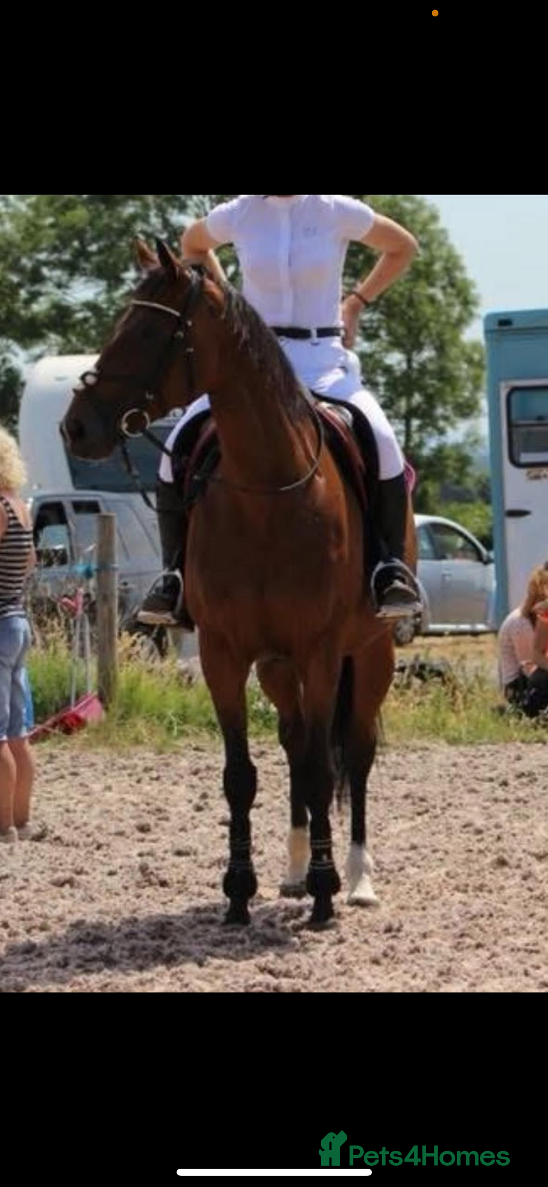 English Thoroughbred horses for sale: 15.3/4 16 year old tb mare  - Image 6